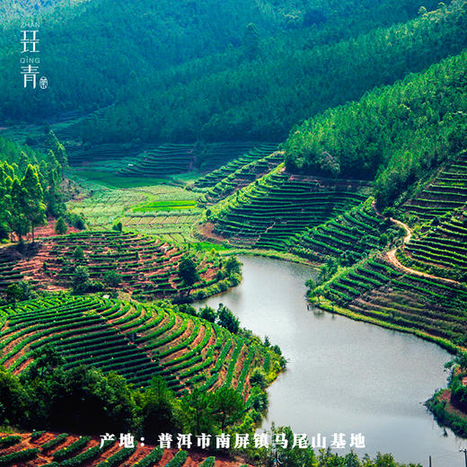 普洱熟茶小金沱 150克[30粒]5年陈米汤香红糖香气滋味顺滑甜净 商品图5