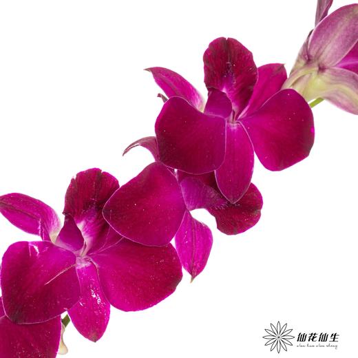 兰花 | 千代兰黑美人 商品图1