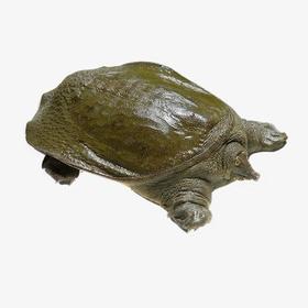 【鲜活】普通甲鱼 单只1.8-2斤上下 需要杀鱼备注　不备注不杀　1条1斤以上需补差价