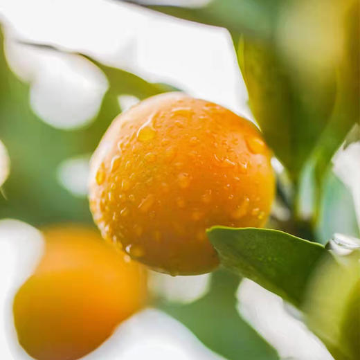 【广西脆皮金桔】 34.9元起3斤装/5斤彩箱装富含维生素c 现摘现发 脆甜可口 带皮即食 商品图2