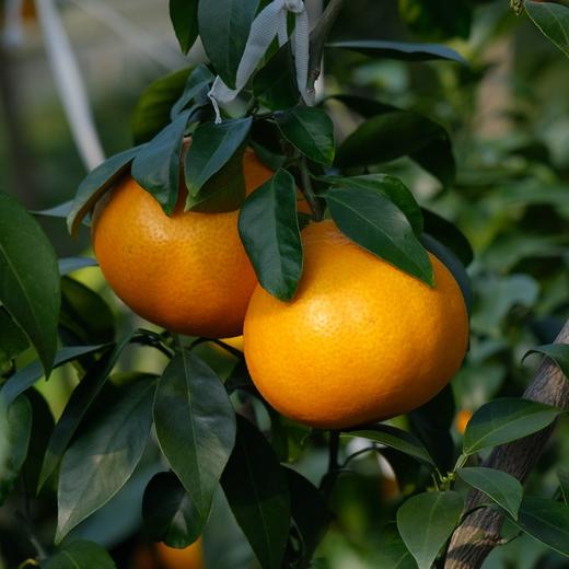 柑橘皇后 · 宁波象山红美人 果肉清甜晶莹 北纬30°生态种植 树上完熟（宁波象山产地京东发货） 商品图2