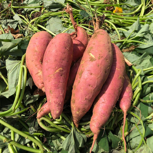 原种烟薯 一烤就流蜜 商品图3