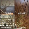 【限时折扣】雪柳干枝枯插花水培鲜花 雪柳70/80厘米10支+营养液1袋 商品缩略图2