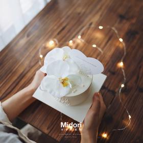 蝴蝶兰 | 纯白系