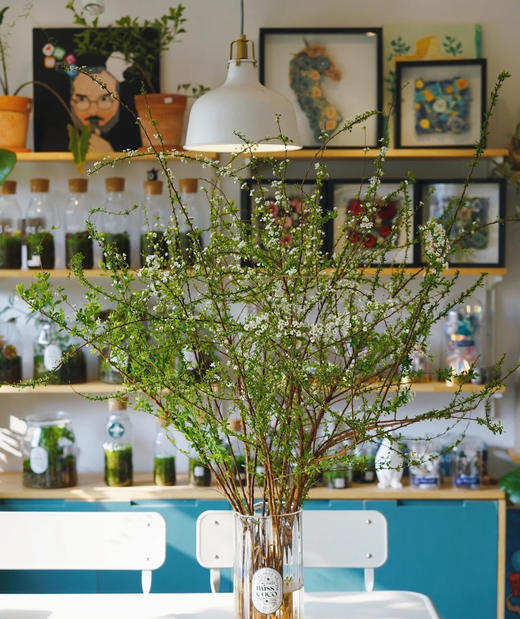 【限时折扣】雪柳干枝枯插花水培鲜花 雪柳70/80厘米10支+营养液1袋 商品图3