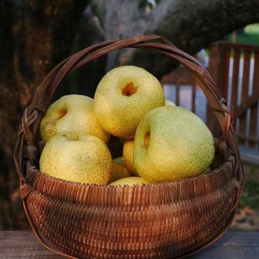 正宗砀山百年老树蜜甜酥梨  5斤 商品图5