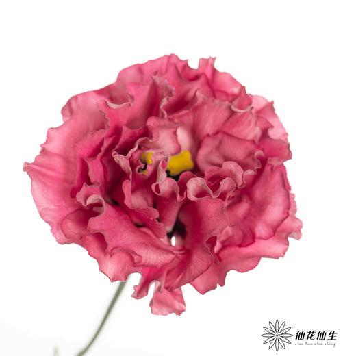 洋桔梗 | 酒红 商品图1