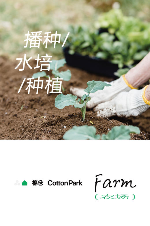 本周活动招募 商品图2