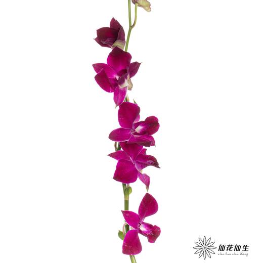 兰花 | 千代兰黑美人 商品图2