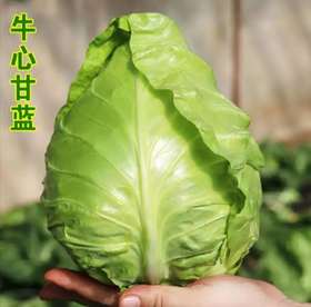密云牛心甘蓝500g