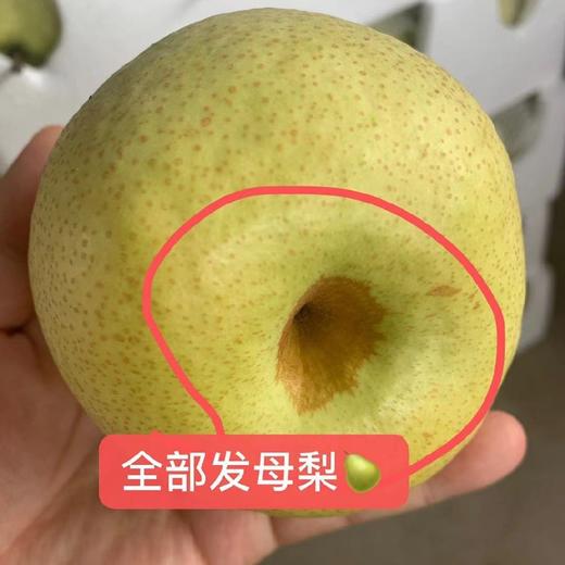 正宗砀山百年老树蜜甜酥梨  5斤 商品图1