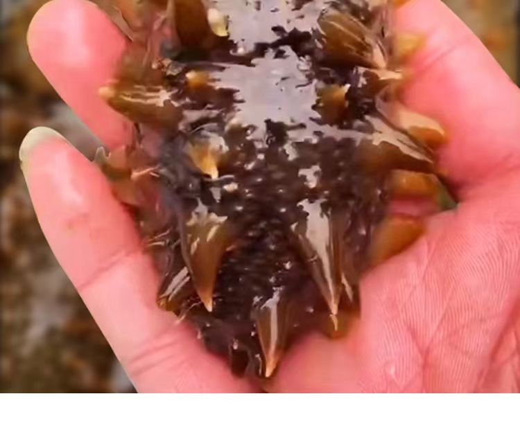 VY固力源即食海参超值组活动专供