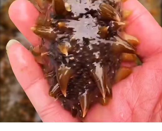 VY固力源即食海参超值组活动专供 商品图0