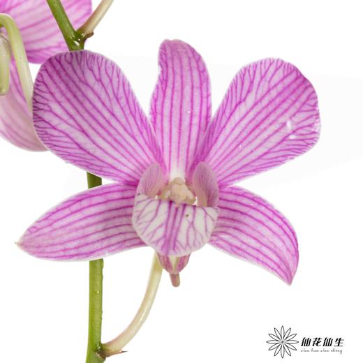 兰花 | 千代兰条纹 商品图0