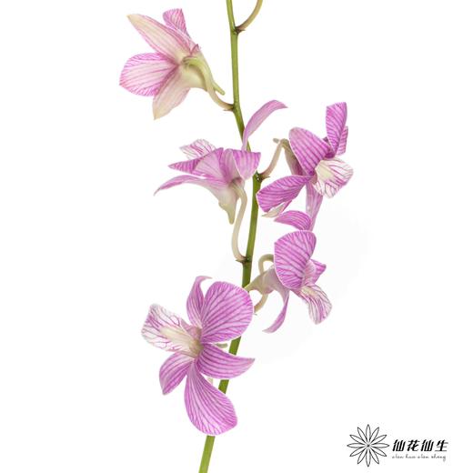 兰花 | 千代兰条纹 商品图1