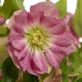 配花 | 兔葵重瓣粉