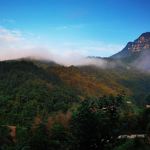 【秦岭野生干木耳 | 青川秋耳】秦岭大巴山深处自然生长 肉质鲜嫩口感顺滑 轻薄不压秤 约17倍泡发率 商品图6