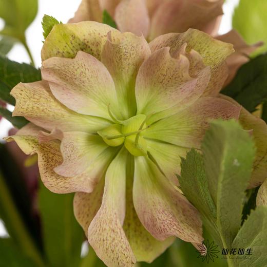 配花 | 兔葵重瓣粉 商品图1