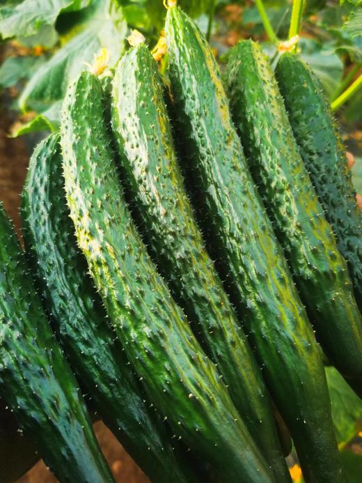 【鸿翠园招牌菜】鸿翠园 有机水黄瓜 商品图2