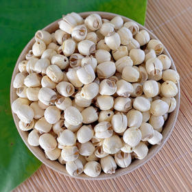 莲花姐姐鲜莲子，来自【中国白莲之乡】江西广昌