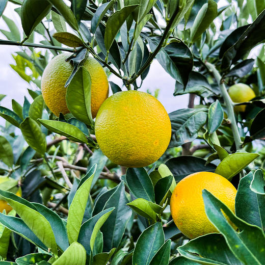 【橙意满满】云南冰糖橙 5斤大果/特大果 商品图3