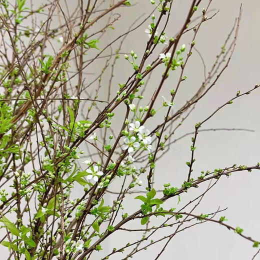 【限时折扣】雪柳干枝枯插花水培鲜花 雪柳70/80厘米10支+营养液1袋 商品图6