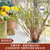 【限时折扣】雪柳干枝枯插花水培鲜花 雪柳70/80厘米10支+营养液1袋 商品缩略图0