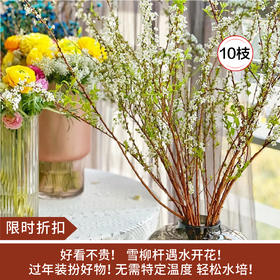 【限时折扣】雪柳干枝枯插花水培鲜花 雪柳70/80厘米10支+营养液1袋