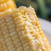 五常甜糯玉米 |  2025年新鲜上市 口感细腻 鲜嫩香糯 颗粒饱满 黑土地种植 新鲜采摘 真空独立包装 商品缩略图6
