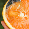 【九月红脐橙 5斤】| 橙香浓郁，维C满满，细腻无渣，一碰就出汁，一咬就爆浆的秭归“九月红” 商品缩略图5