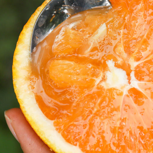 【九月红脐橙 5斤】| 橙香浓郁，维C满满，细腻无渣，一碰就出汁，一咬就爆浆的秭归“九月红” 商品图5