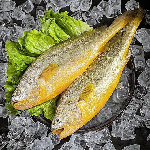 【中国大黄鱼之乡】宁德霞浦 有机大黄鱼  新鲜捕捞 0防腐 0抗生素 0激素 商品图1
