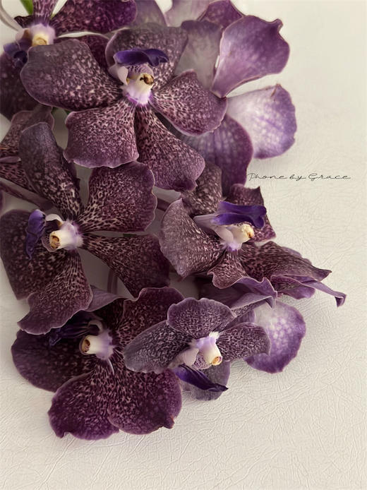 精品进口胡姬花万代兰鲜切花1支 商品图4