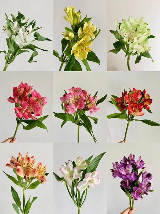 水仙百合（六出花） 商品图3