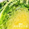 半亩园有机农场 有机翠玉白菜 【8斤装】 商品缩略图1
