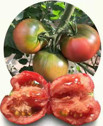 宁夏生态草莓番茄 | 宁夏乐乐树农场 商品图2