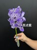 精品进口胡姬花万代兰鲜切花1支 商品缩略图11