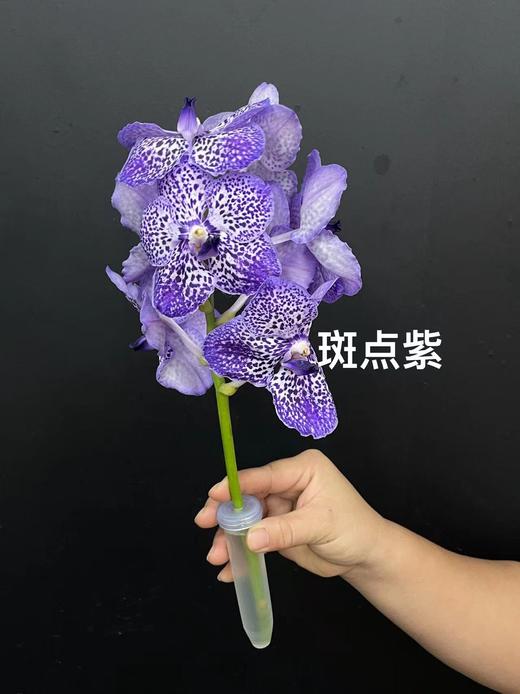 精品进口胡姬花万代兰鲜切花1支 商品图11