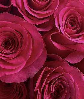 厄瓜多尔-弗洛伊德【Floyd】