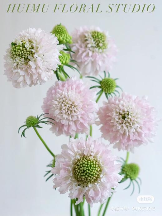 配花 | 松虫草樱花粉 商品图1