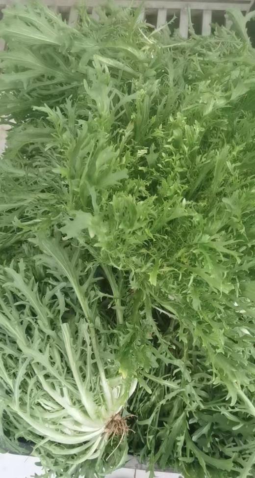 【新开园福利】有机苦菊 商品图1