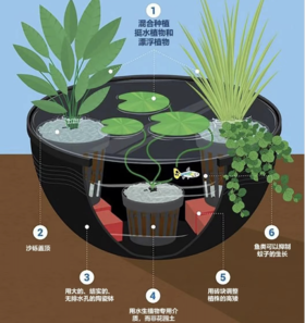 植物系列课程之水生植物
