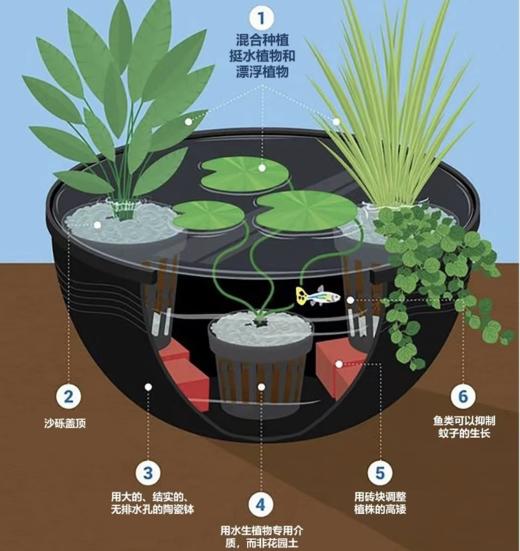 植物系列课程之水生植物 商品图0