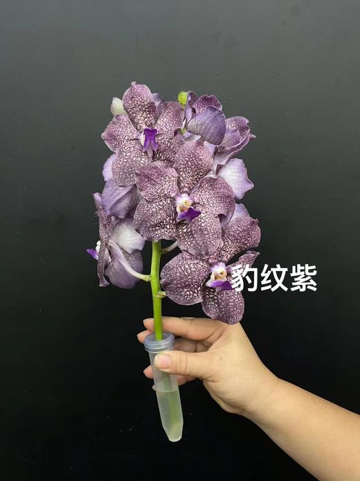 精品进口胡姬花万代兰鲜切花1支 商品图8