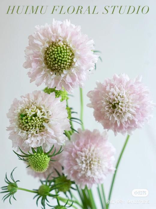 配花 | 松虫草樱花粉 商品图0