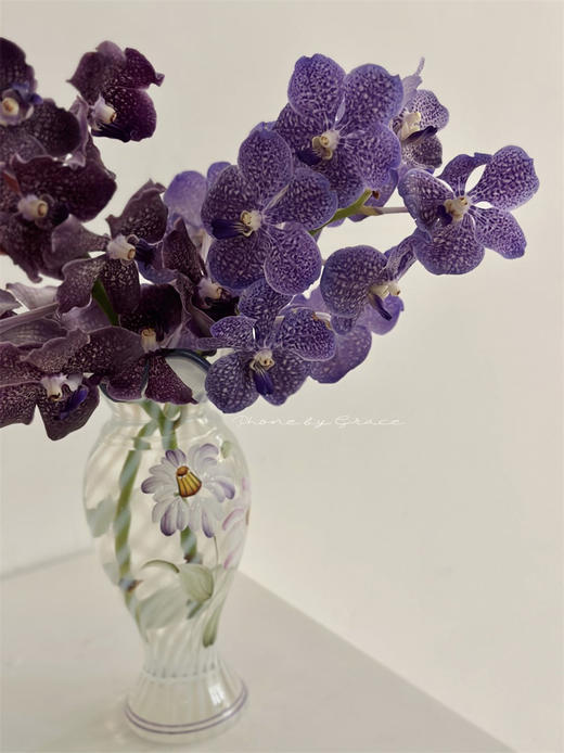 精品进口胡姬花万代兰鲜切花1支 商品图1