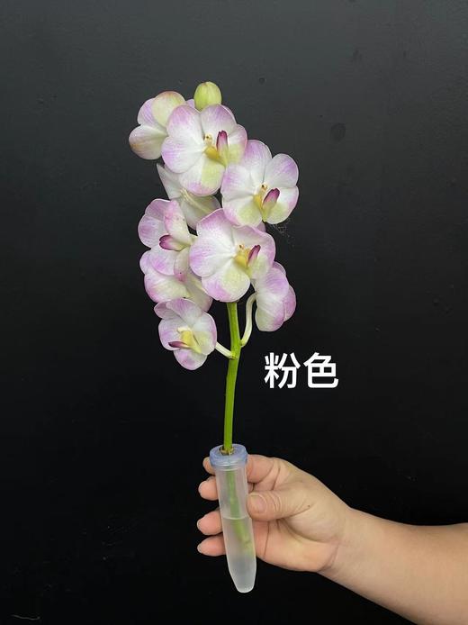 精品进口胡姬花万代兰鲜切花1支 商品图12