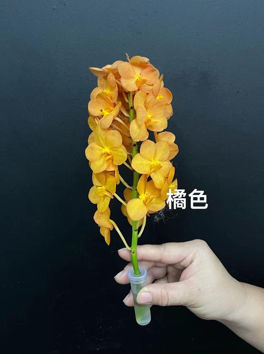 精品进口胡姬花万代兰鲜切花1支 商品图6