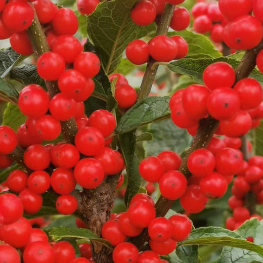 菜头商城 聊寄一枝春，云南懒人插花之〔冬青〕A级 一束3-5枝装 商品图3