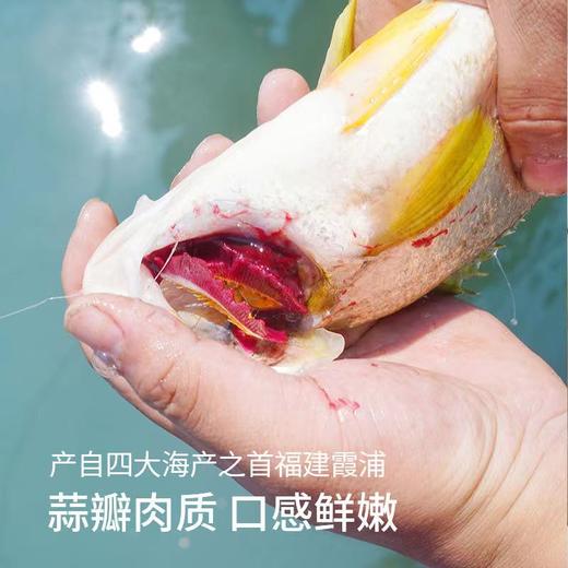 【中国大黄鱼之乡】宁德霞浦 有机大黄鱼  新鲜捕捞 0防腐 0抗生素 0激素 商品图3